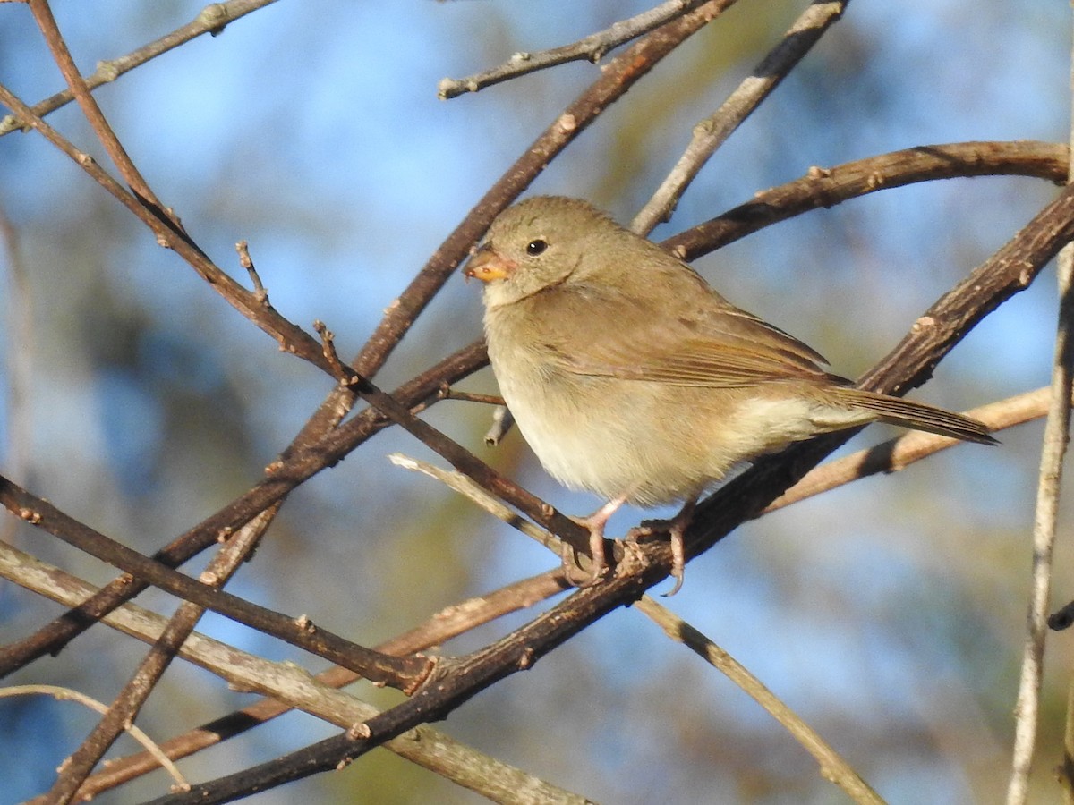Dull-colored Grassquit - ML640788648
