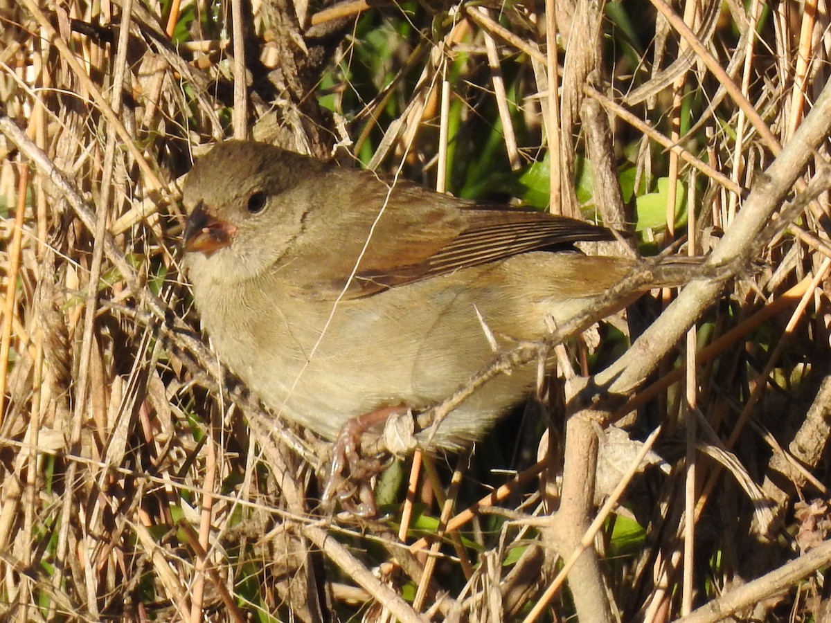 Dull-colored Grassquit - ML640788650