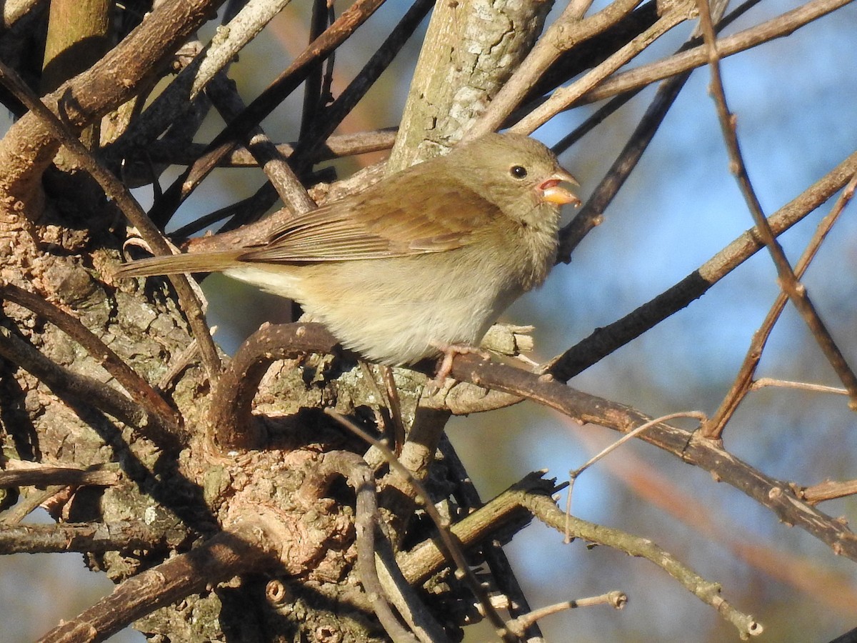Dull-colored Grassquit - ML640788652