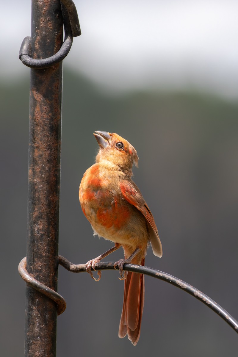 Northern Cardinal - ML640788669