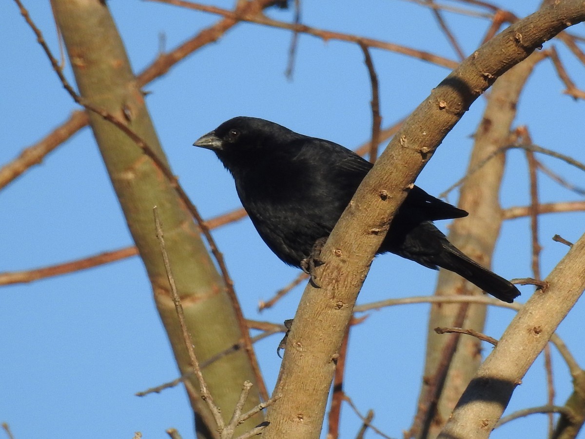 Screaming Cowbird - ML640788674