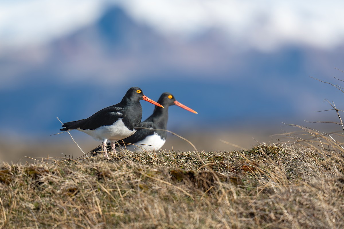 Magellanic Oystercatcher - ML640788688