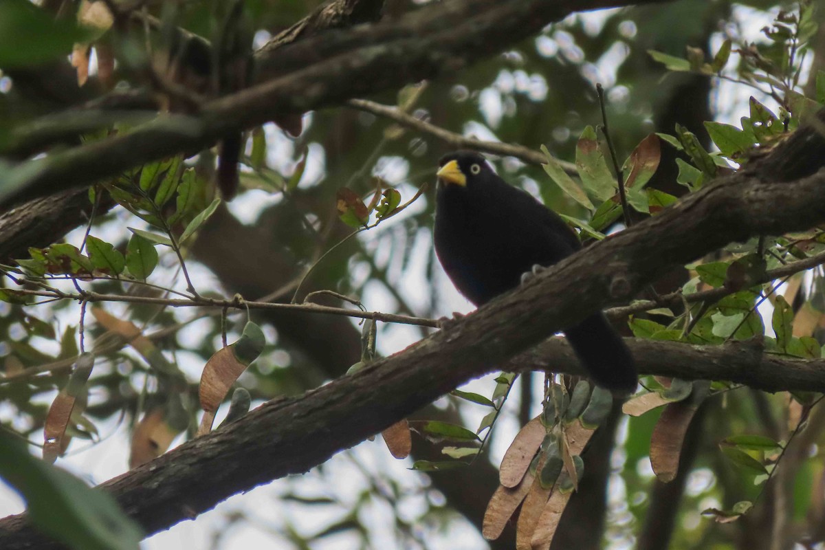 Yellow-billed Cacique - ML640788691