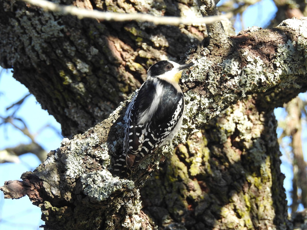 White-fronted Woodpecker - ML640788696