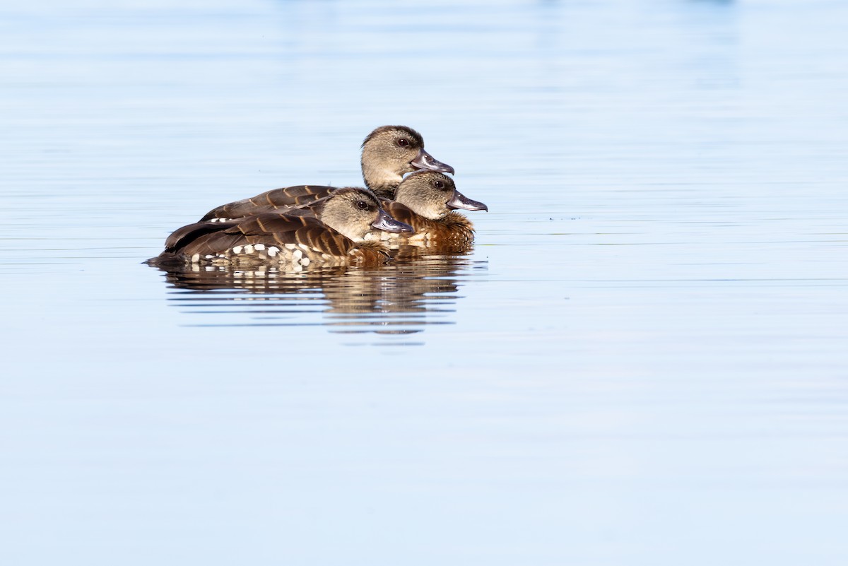 Spotted Whistling-Duck - ML640788698