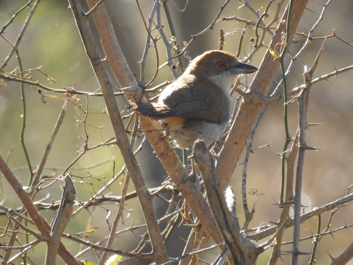 Great Antshrike - ML640788706