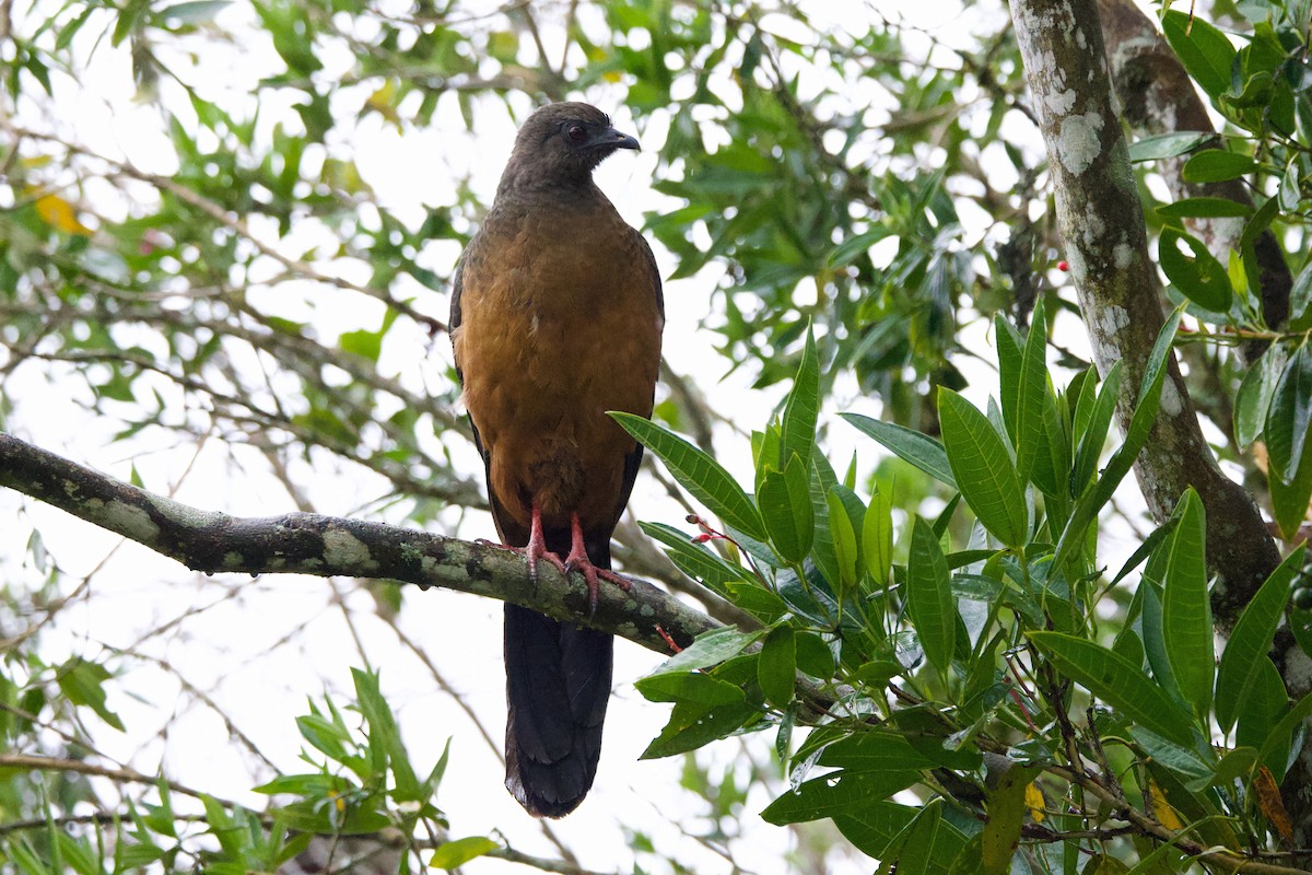 カマバネシャクケイ - ML640788707