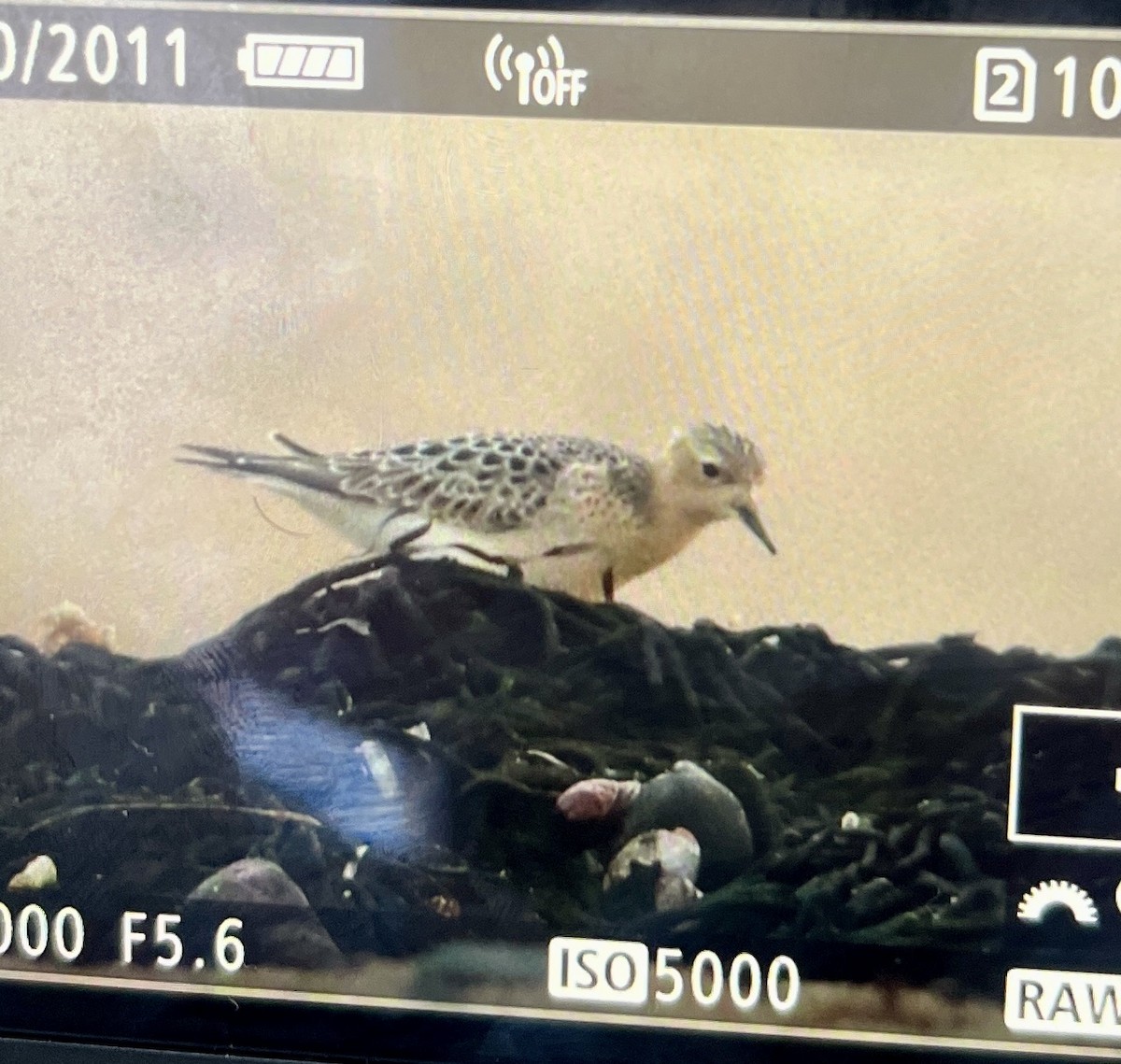 Buff-breasted Sandpiper - ML640788742