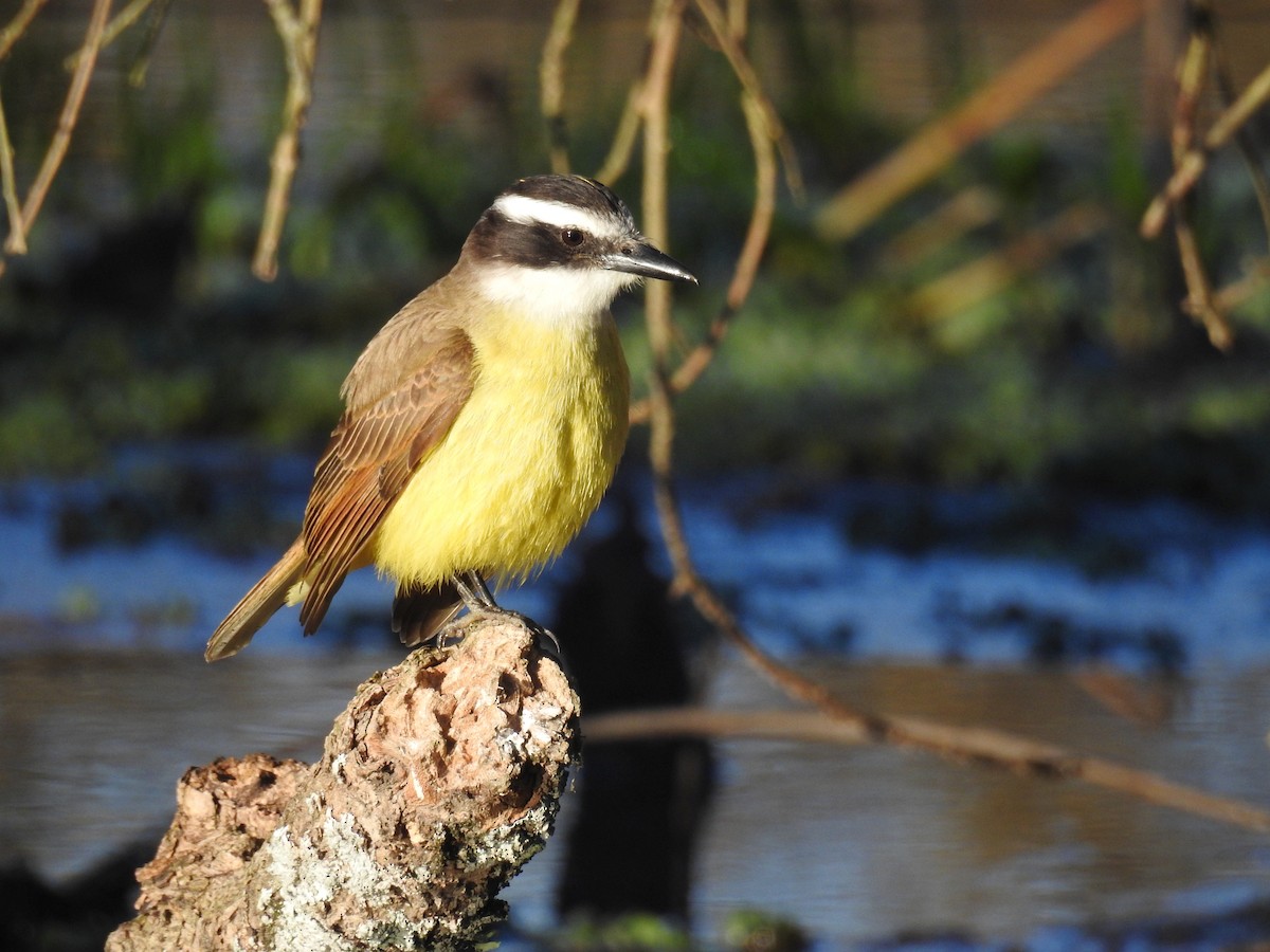 Great Kiskadee - ML640788755