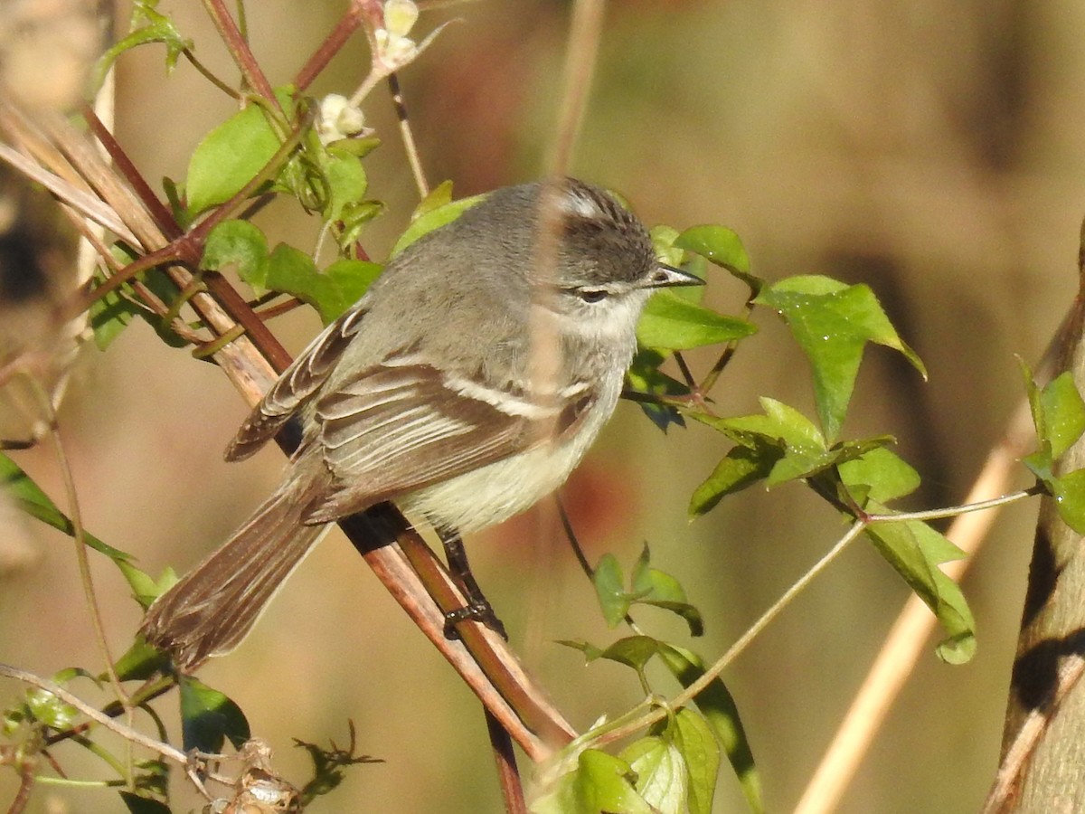 White-crested Tyrannulet - ML640788776