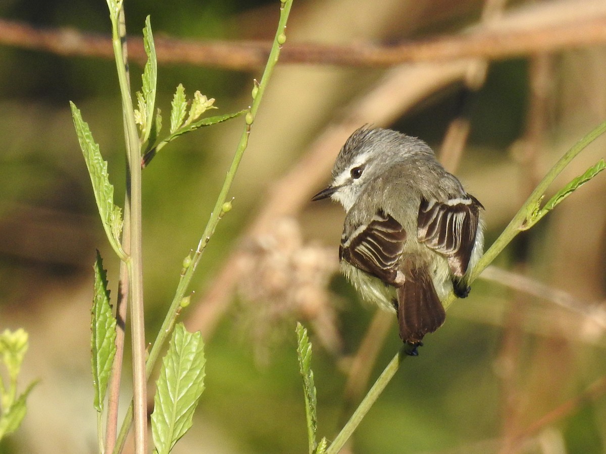 White-crested Tyrannulet - ML640788777