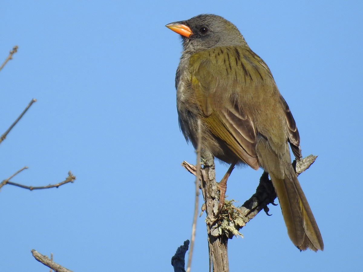 Great Pampa-Finch - ML640788796