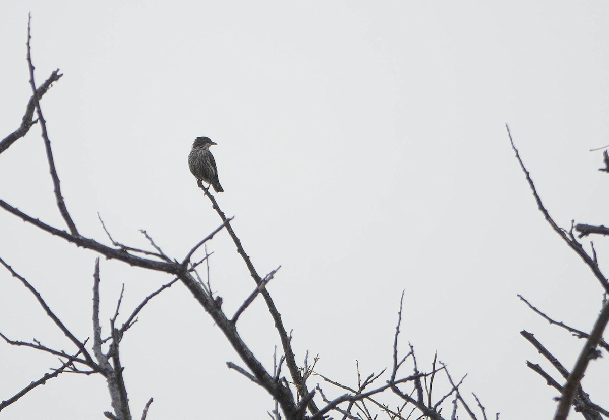 Polynesian Starling - ML640788833
