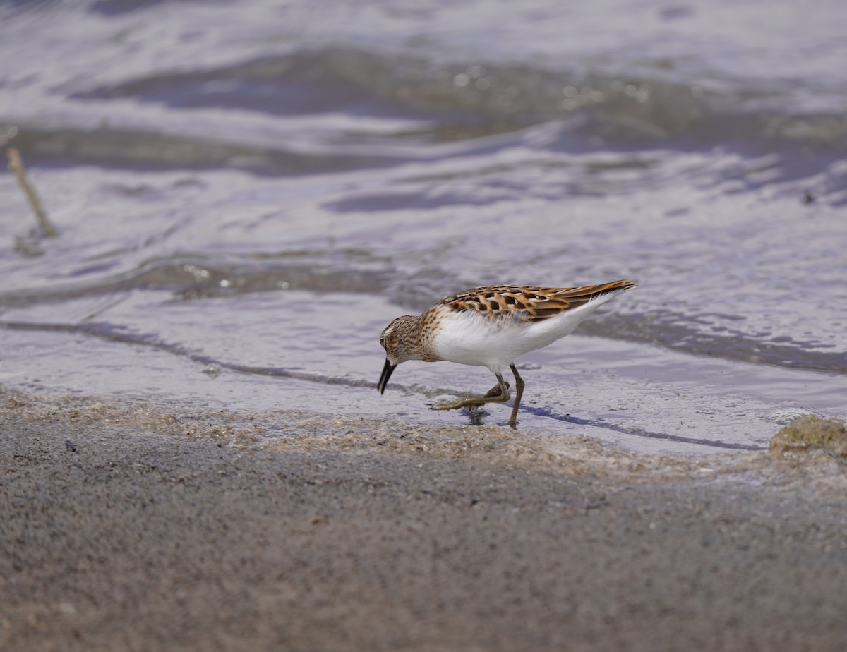 Least Sandpiper - ML640788848