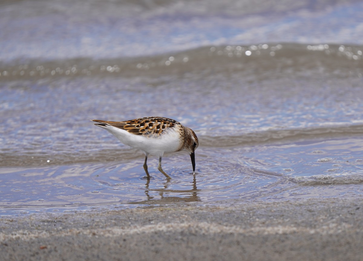 Least Sandpiper - ML640788853