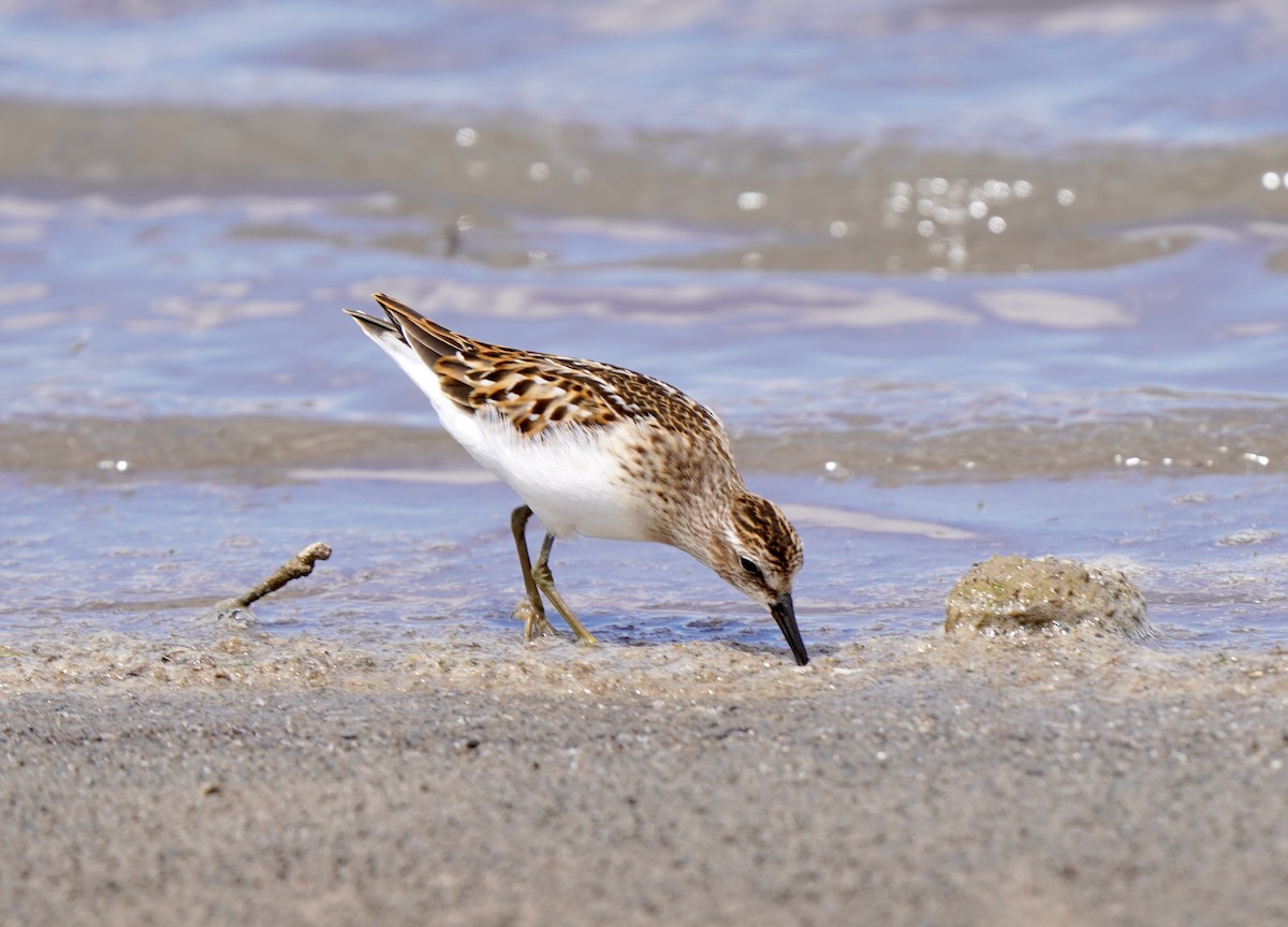 Least Sandpiper - ML640788857