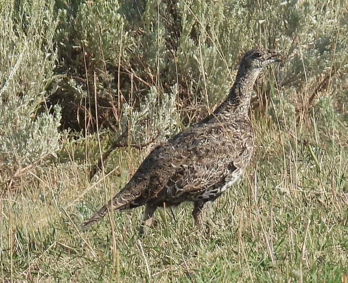 Greater Sage-Grouse - ML640788904