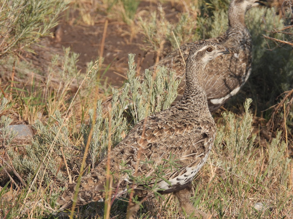 Greater Sage-Grouse - ML640788905