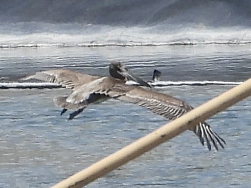 Brown Pelican - ML640788998