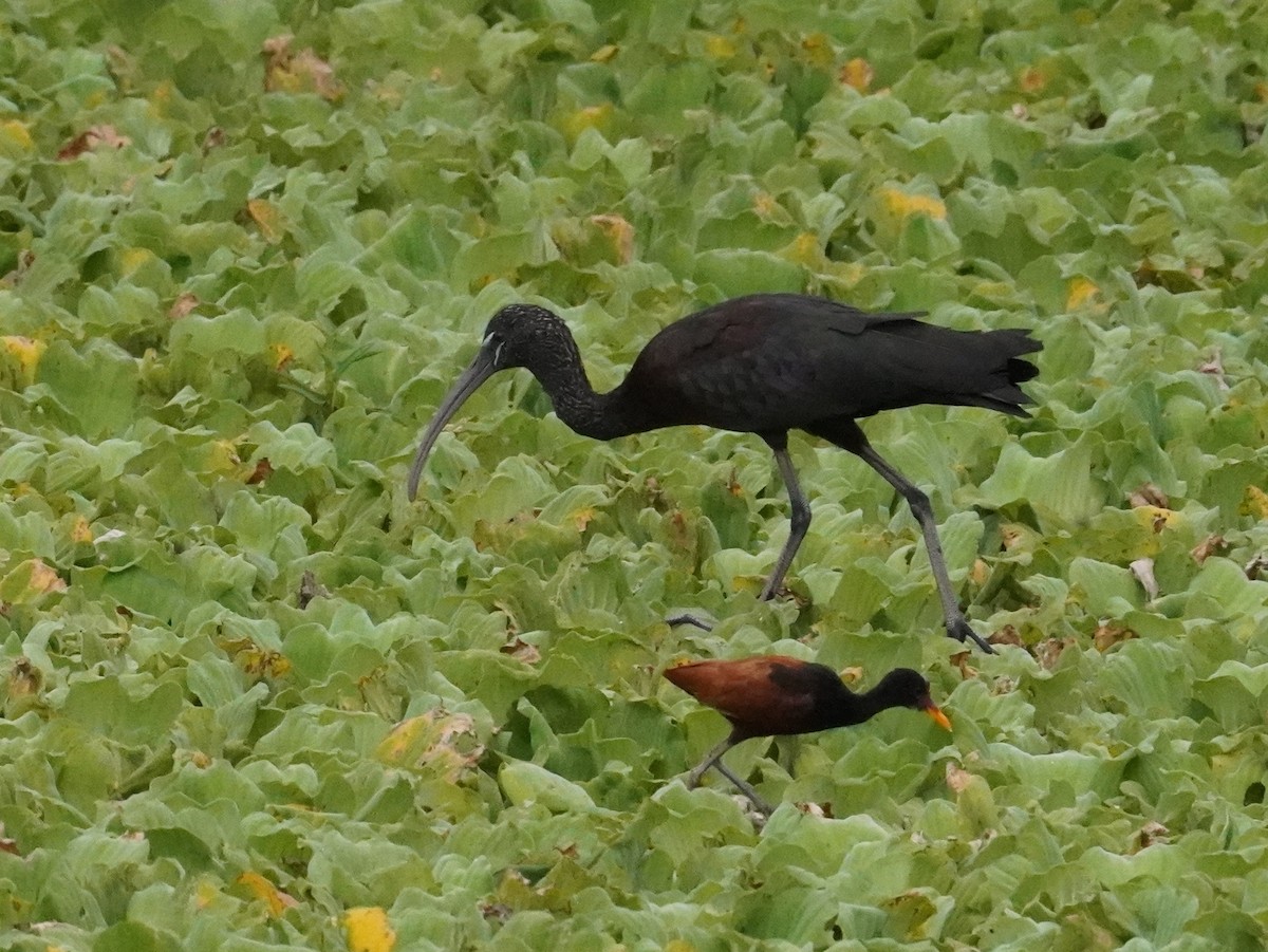 Glossy Ibis - ML640789025