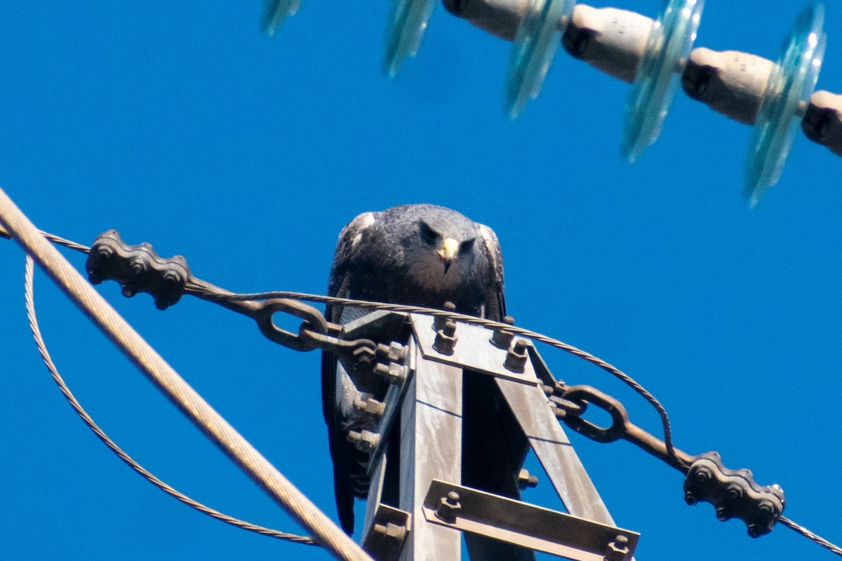 Black-chested Buzzard-Eagle - ML640789051