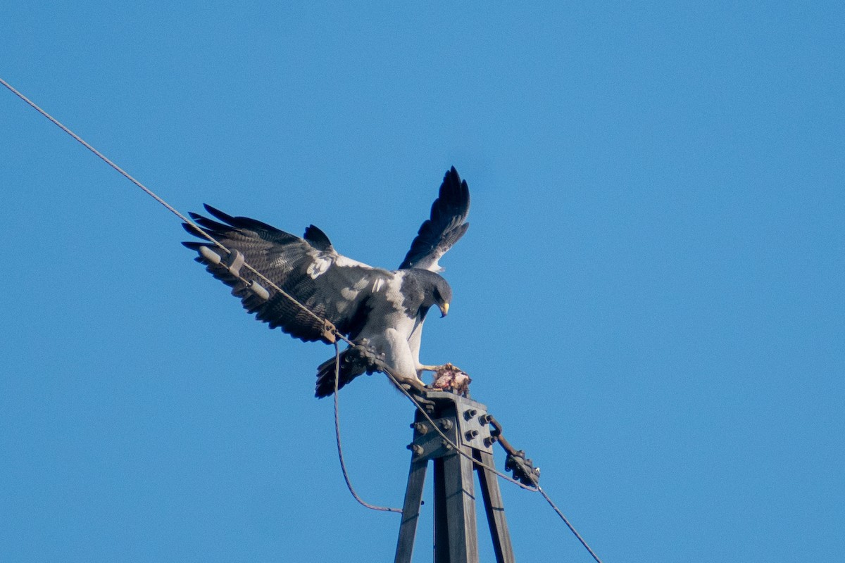 Black-chested Buzzard-Eagle - ML640789052