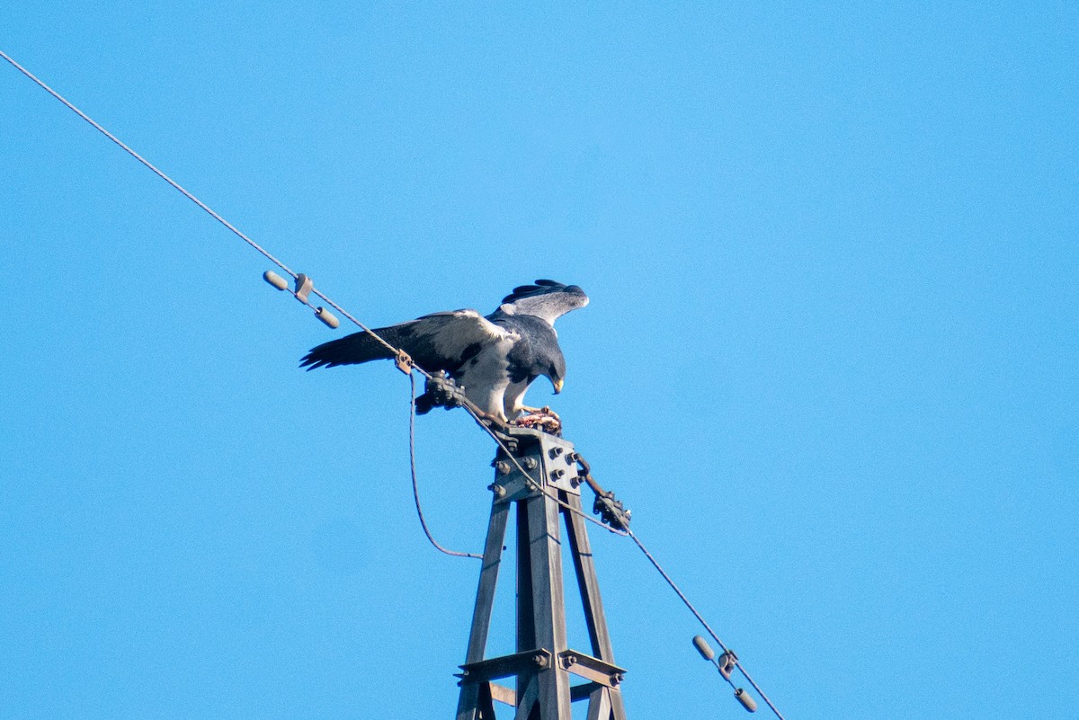 Black-chested Buzzard-Eagle - ML640789053