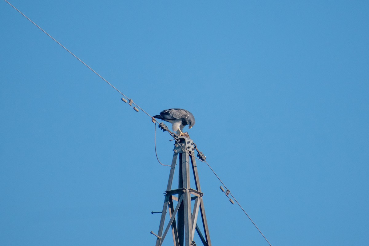 Black-chested Buzzard-Eagle - ML640789054