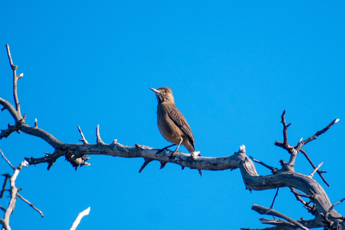 Great Shrike-Tyrant - ML640789072