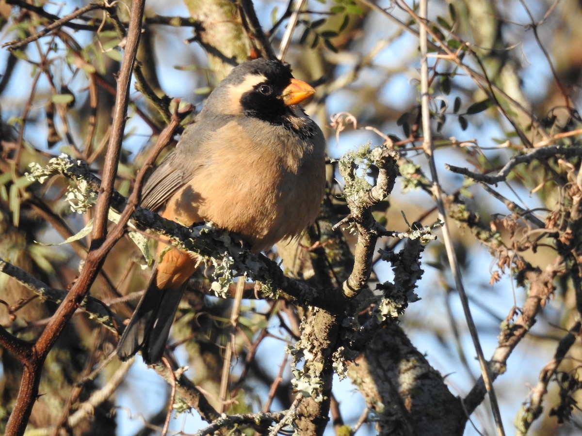 Golden-billed Saltator - ML640789082