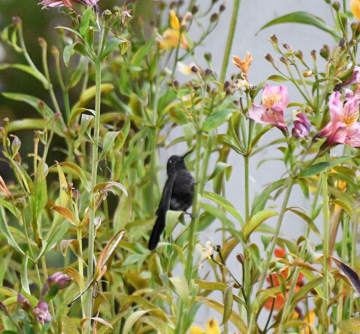 Black Metaltail - ML640789147