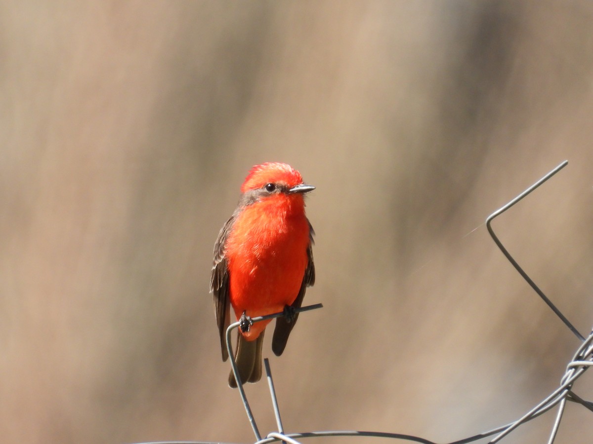 ベニタイランチョウ - ML640789165