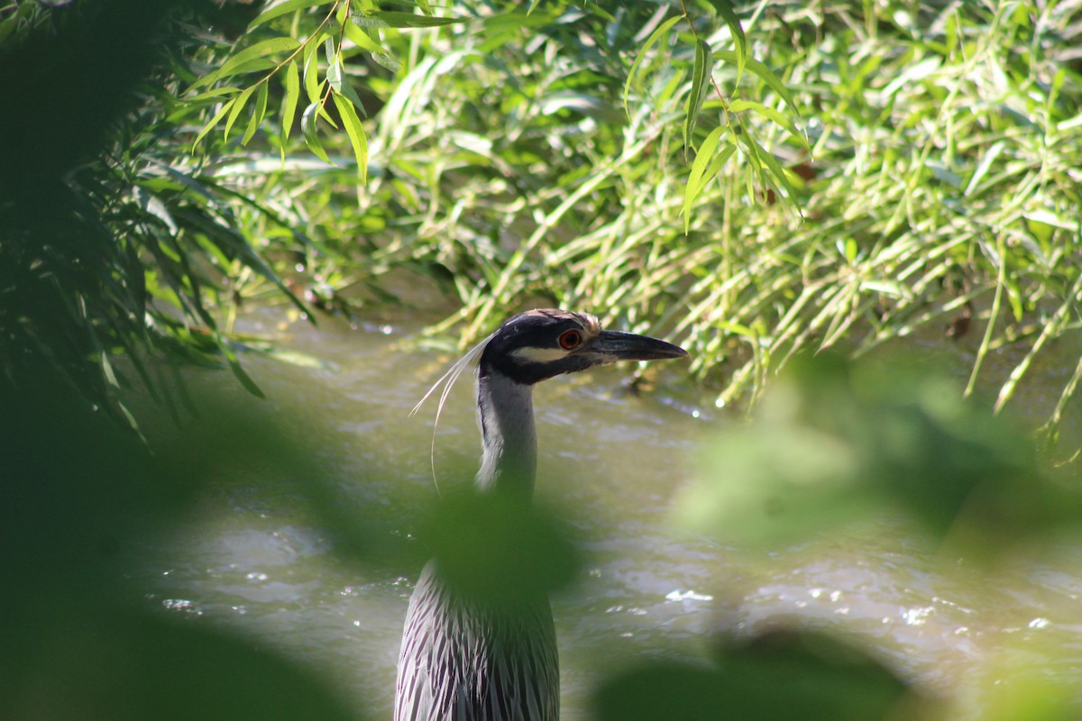 Yellow-crowned Night Heron - ML640789166
