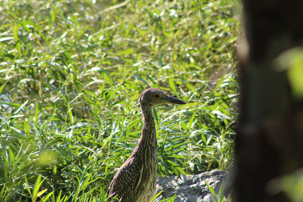 Yellow-crowned Night Heron - ML640789167
