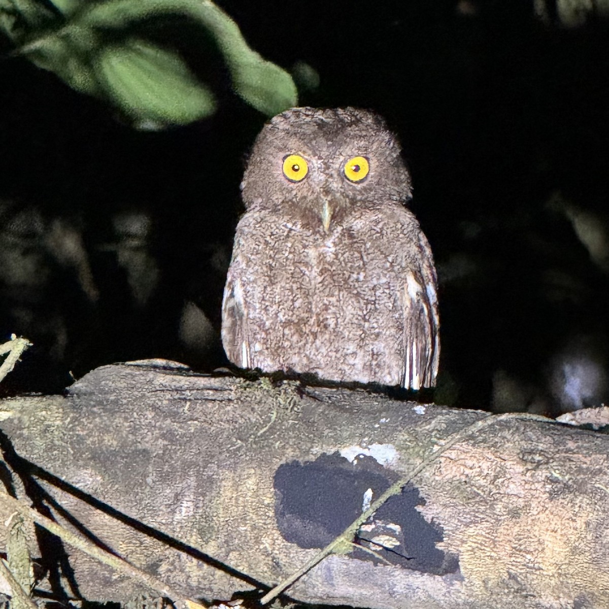 Choco Screech-Owl - ML640789174