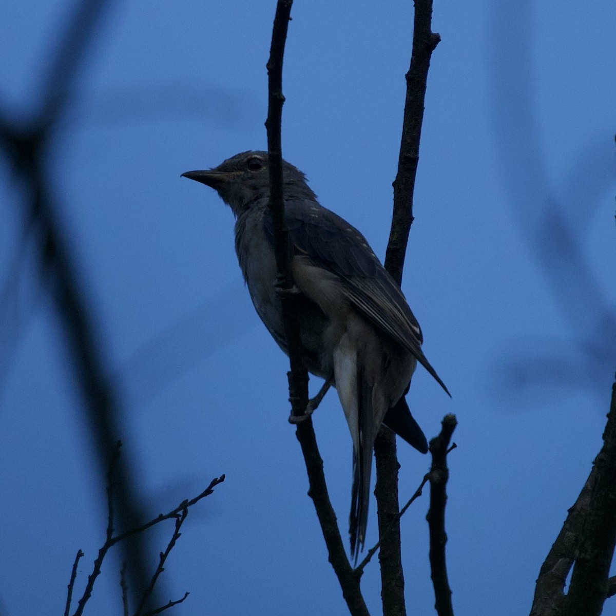 Black-winged Cuckooshrike - ML640789192