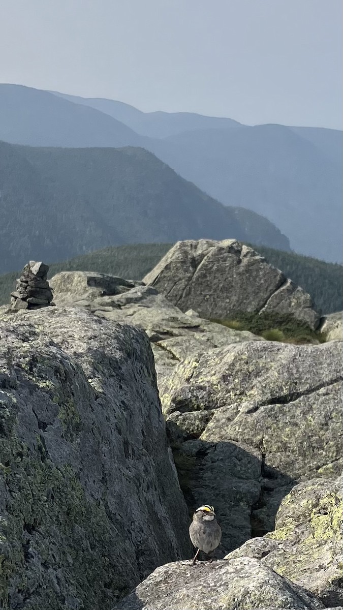 White-throated Sparrow - ML640789203