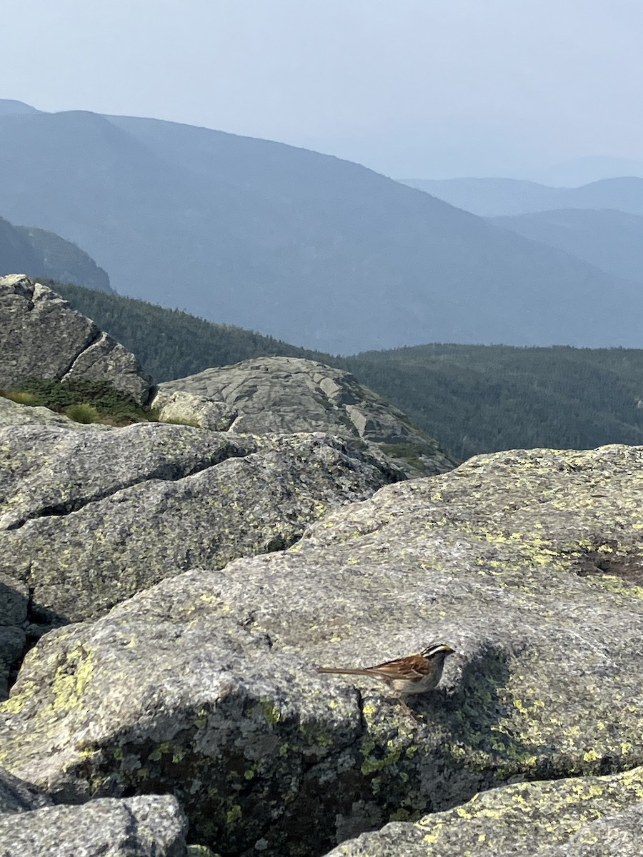 White-throated Sparrow - ML640789204