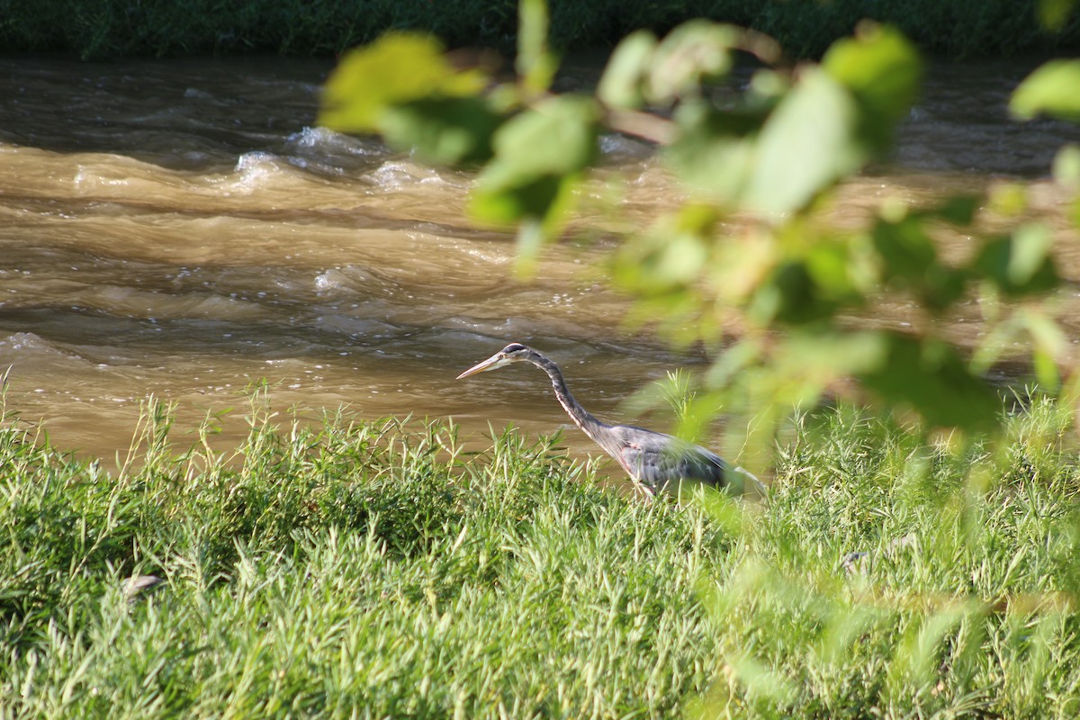 Great Blue Heron - ML640789212