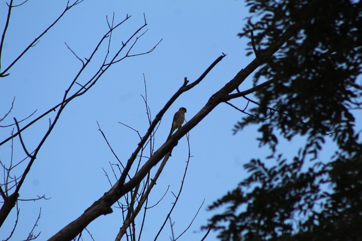 American Kestrel - ML640789236