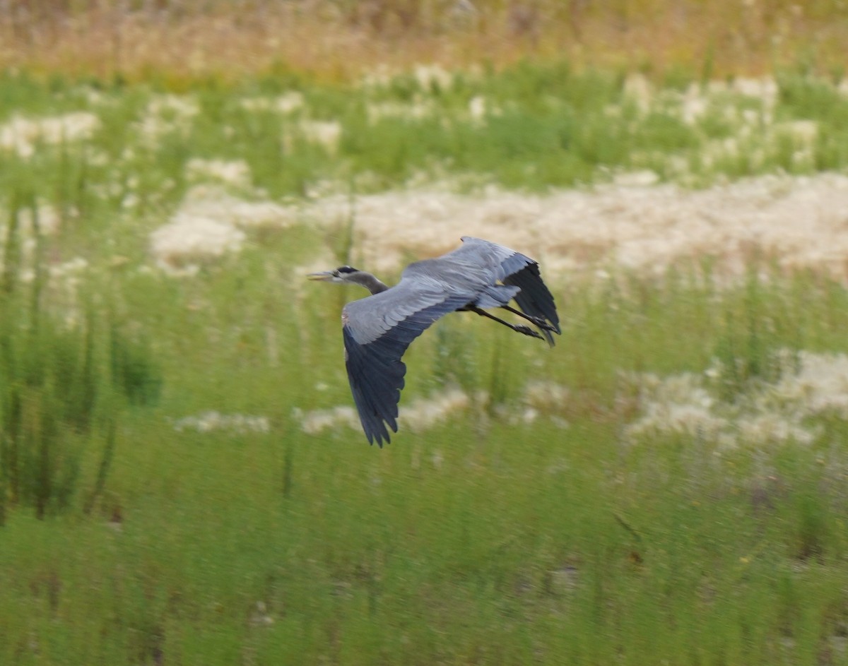 Great Blue Heron - ML640789254