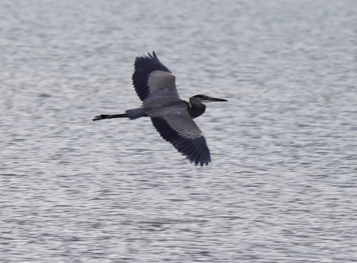 Great Blue Heron - ML640789259