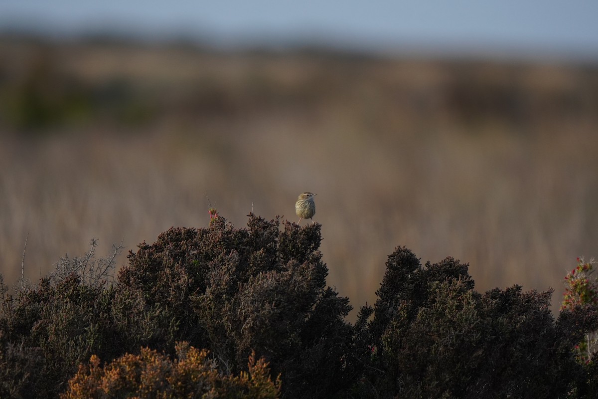 Striated Fieldwren - ML640789333