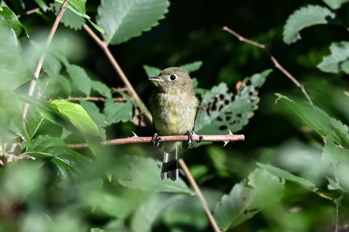 Moucherolle à ventre jaune - ML640789384