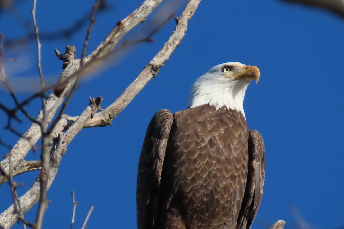 Bald Eagle - ML640789385