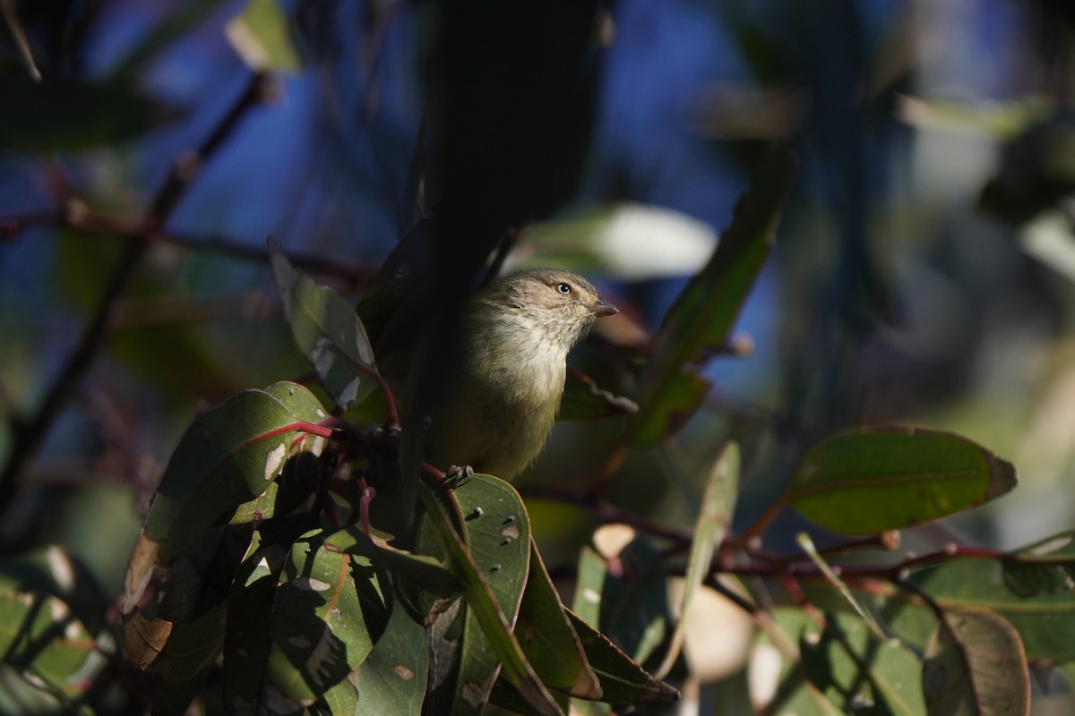 Weebill - ML640789400