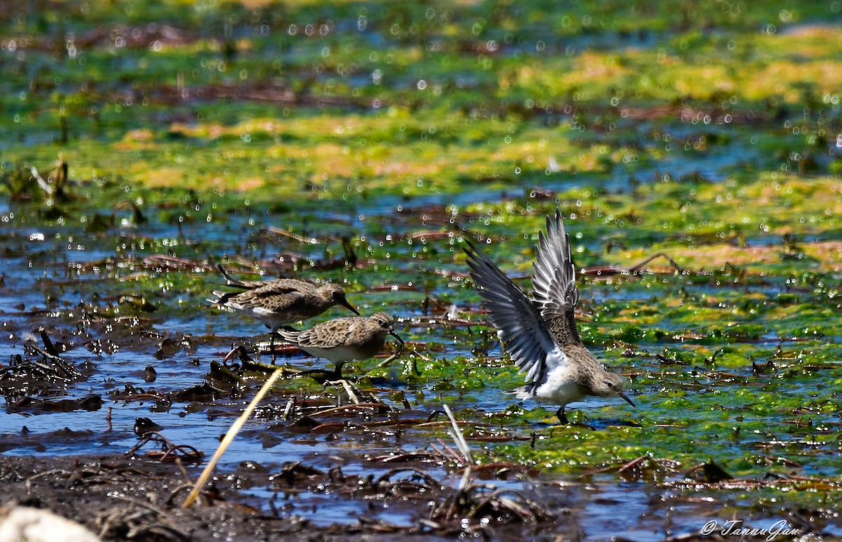 Baird's Sandpiper - ML640789451