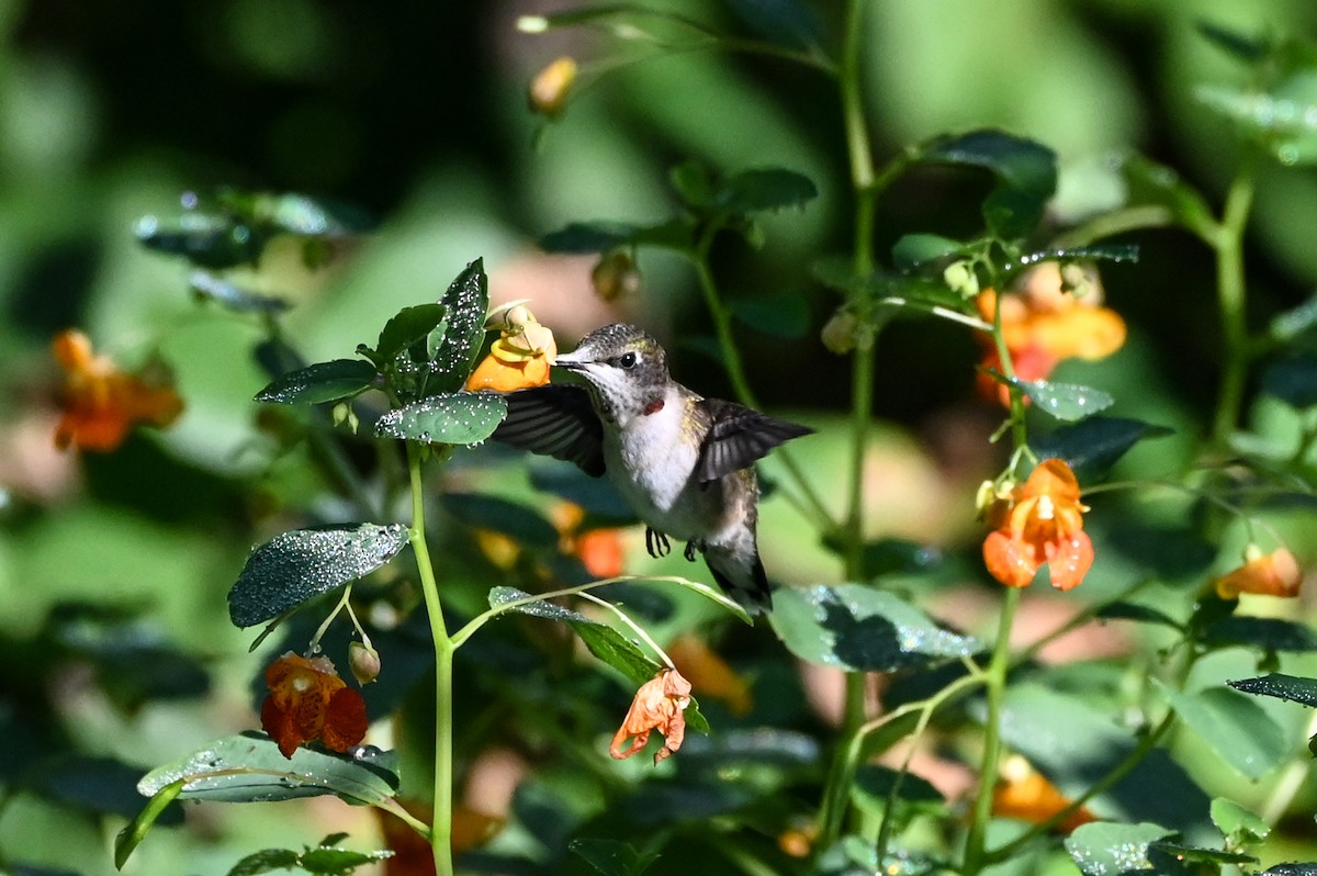 Colibri à gorge rubis - ML640789452