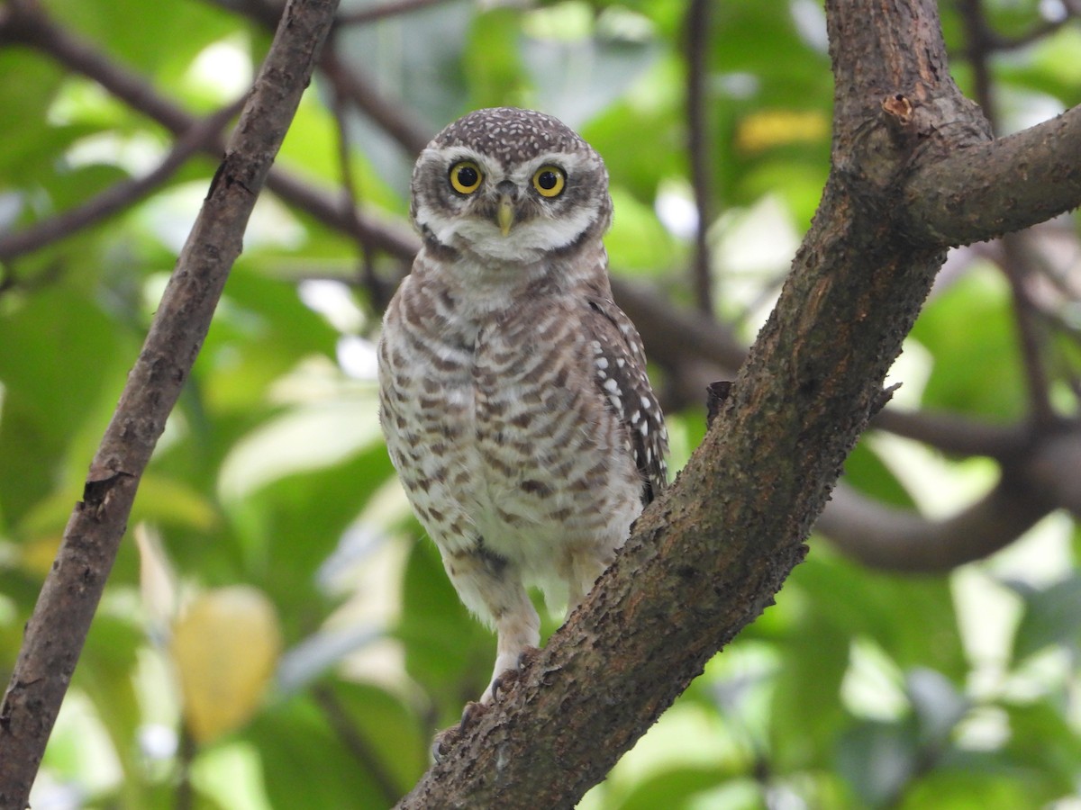 Spotted Owlet - ML640789457