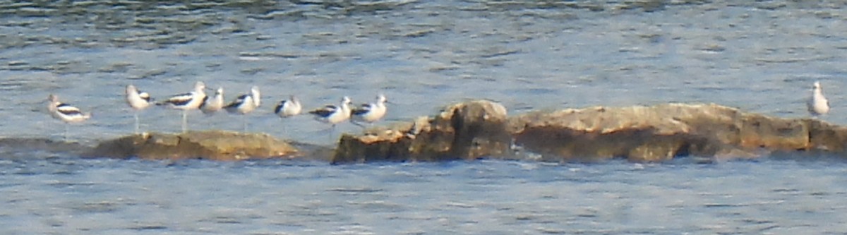 American Avocet - ML640789459